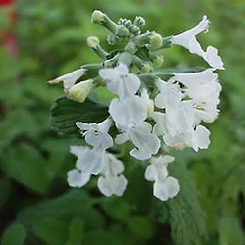 Garten Bastard Katzenminze - Nepeta 'Snowflake' Topf 9x9cm: Weiße Blüten, kompakt, vielseitig einsetzbar. 6 x