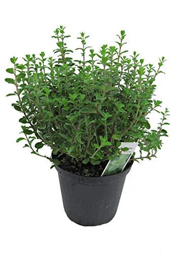Italienischer Oregano im 15cm Topf von PGONA
