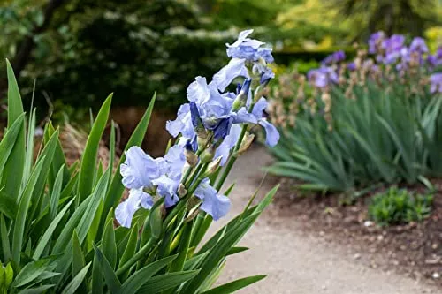 Iris × barbata-elatior 11x11 cm Topf – Winterhart, Mehrjährig, Pflegeleicht – Bart-Iris – Staude für Beet & Rabatte