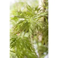 Japanischer Ahorn Acer palmatum 'Emerald Lace' - Fächerahorn - Ziergehölz mit fein geschlitztem, smaragdgrünem Laub, das im Herbst in leuchtenden Farben erstrahlt. Ideal für stilvolle Gärten und als Kübelpflanze.