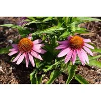 Echinacea Purpurea Mistral R Ca. 11x11 cm Topf