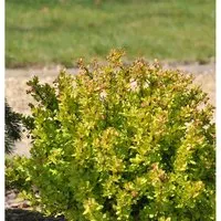 Beberitze Golden Nugget 10-15cm - Berberis thunbergii