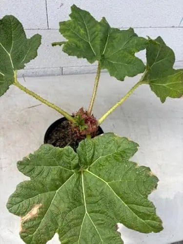 Mammutblatt von Baumschule