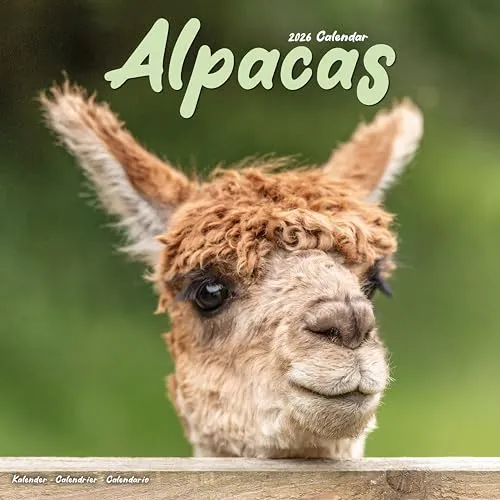 Alpacas Calendar 2026 Square Animal Wall Calendar - 16 Month