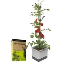 Gusta Garden Pflanzkübel TOM TOMATO – Tomatenpflanzset mit Rankhilfe und Bewässerungssystem - Schnell eigene Tomaten auf Balkon oder Terrasse anbauen! Das Set enthält einen praktischen Pflanzkübel mit Wassertank, Rankhilfe und spezieller Urban Gardening Erde – ideal für kleine Gärten und nachhaltiges Gärtnern.