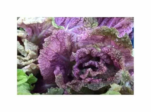Stk - 20 Korn Chinakohl Scarvita F1 Garten Pflanzen - Samen F-S169 - Seeds & Plants Shop by Ipsa