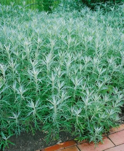 Pflanzen Weiß von PlantaPro