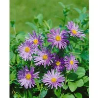 Produktbild Aster X Frikartii Wunder Von Stäfa Sommeraster Ca. 9x9 cm Topf