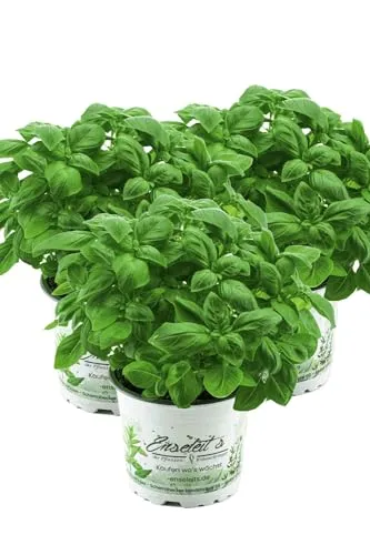 3er Set Basilikum Pflanze, Frische Küchenkräuter (Basilikum Ocimum basilicum)