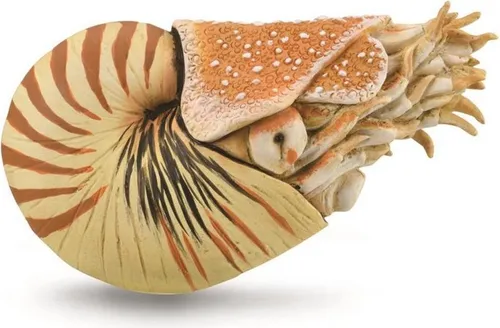 COLLECTA Nautilus Pompilius - (XL)