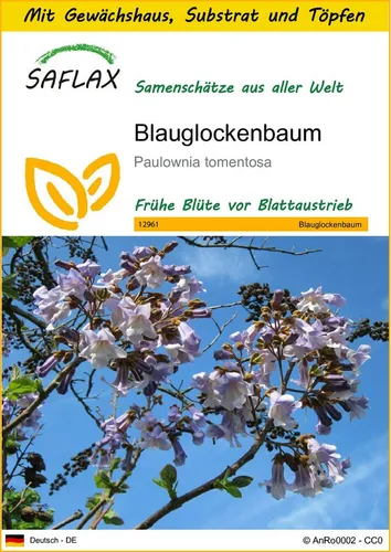SAFLAX Blumensamen SAFLAX - Anzuchtset - Blauglockenbaum