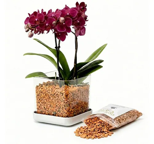 colomi Blumentopf ColomiCare Orchideentopf transparent + 1 L Orchideengranulat – Set (Spar-Set, 1x Orchideentopf 1x 1Liter Orchideengranulat)