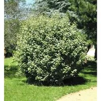 Produktbild Wintergrüne Ölweide Compacta 20-30cm - Elaeagnus ebbingei