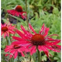 Produktbild Sonnenhut Hot Summer - Echinacea purpurea