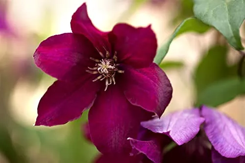 Clematis 'Rouge Cardinal' 60–100 cm – Winterhart, Mehrjährig, Pflegeleicht – Waldrebe – Kletterpflanze für Pergola & Rankhilfe