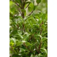 Ilex meserveae 'Heckenfee'