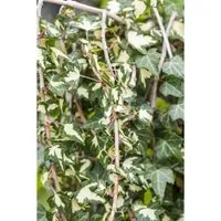 Hedera Helix Goldheart Efeu Gelb-Grün 40–60 cm