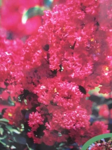 Lagerstroemia indica Dynamite ® in rot von Baumschule