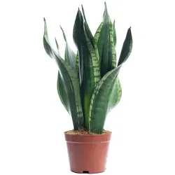 Sansevieria 'Black Coral' – Pflegeleichter Bogenhanf, 30 cm