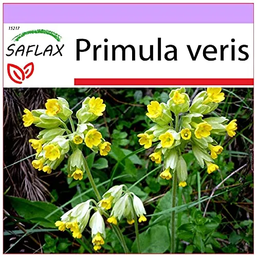 SAFLAX - Heilpflanzen - Schlüsselblume - 100 Samen - Primula veris