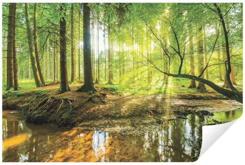 WallArena Vlies Fototapete Wald Sonne Bach 200x140 cm in grün von Wallarena