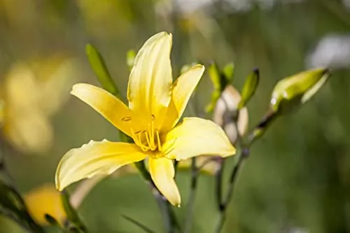 Produktbild Hemerocallis lilioasphodelus 11x11 cm Topf – Winterhart, Mehrjährig, Pflegeleicht – Taglilie – Staude für Beet & Rabatte