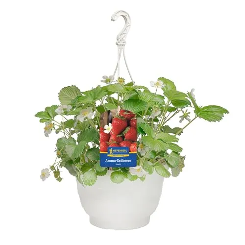 Kiepenkerl Aroma-Erdbeere Elan Ampel Fragaria ananassa F1 hängend süß 25cm Ampeltopf