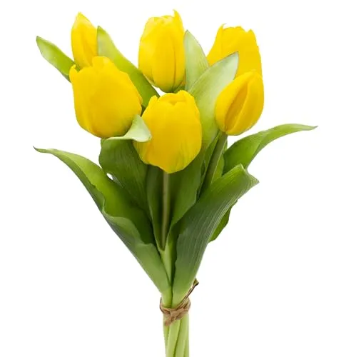 Dekorationen von mucplants