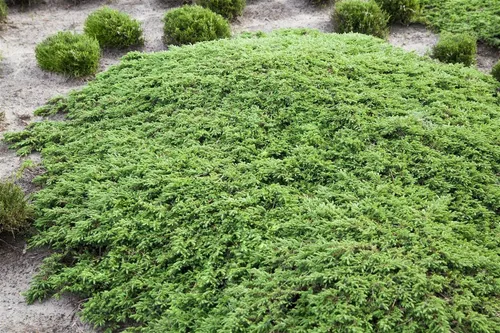 Pflanzen für Dich Konifere Juniperus communis Green Carpet, 1 St., Gemeiner Wacholder, Teppichwacholder, kriechend, immergrün