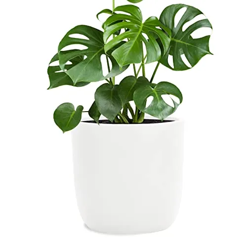 Pflanzwerk® Pflanzkübel Fiberglas Weiss Cup Ø27x26cm *Frostbeständige Blumenkübel* *Deutsche Premiumqualität* *Lotus-Effekt Imprägnierung*