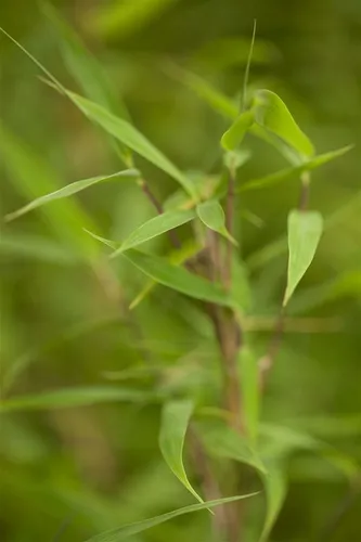 Fargesia murieliae 'Bimbo' - Kompakter Schirmbambus für Ihren Garten - Heckenpflanze mit horstbildendem Wuchs, ideal für kleine Gärten und Kübel. Immergrün und winterhart, bringt Struktur und Eleganz in jeden Außenbereich.