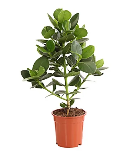 Dehner Rosafarbener Balsamapfel, Blütenstand mit Vanilleduft, ca. 55-65 cm, Ø Topf 17 cm, Zimmerpflanze