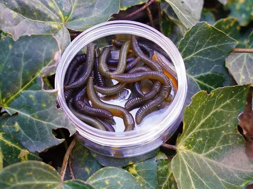 Spro TM Dendrobaena 60 Natural