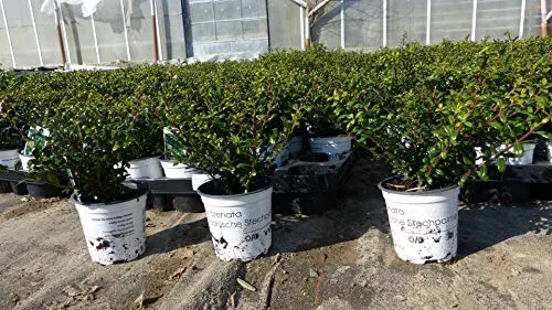 Ilex crenata 'Stokes' - 20 Stück Heckenpflanze, winterhart und robust - Premium Ilex crenata 'Stokes' Heckenpflanze, idealer Buchsbaum Ersatz, robust und pflegeleicht. Perfekt für kreative Formschnitte im Garten!