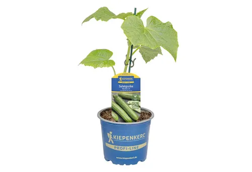 Pflanzen für Dich Gemüsepflanze Salatgurke Maxime® veredelt F1 12cm Topf 8er Set
