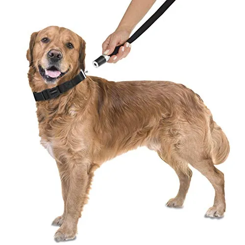 GoLeyGo Hundeleine und Halsband L in Schwarz -