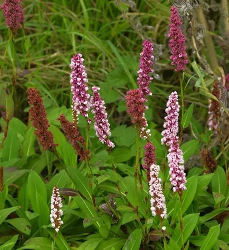 Schneckenknöterich