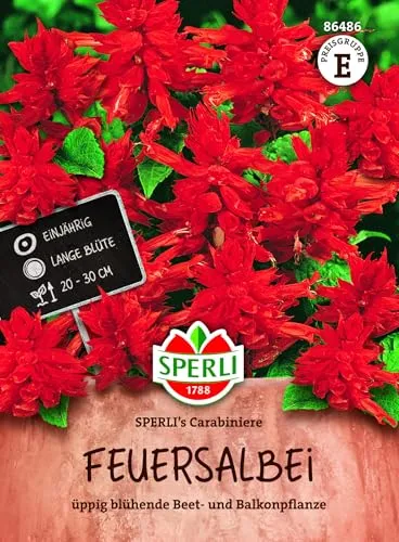 Mein schöner Garten DE SPERLI Feuersalbei 'Carabiniere', rot EH001603-001