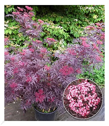 BALDUR Garten Terrassen-Holunder Cherry Lace® - Obstsamen & -pflanzen, winterhart und pflegeleicht mit vielseitig verwendbaren Blüten und reifen Beeren für Garten und Terrasse.