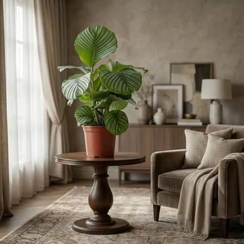 Green boutiQ - Zimmerpflanze - Korbmarante - Calathea Orbifolia - Grün - Pflegeleicht - 1 Pflanze - Topf 21cm - Höhe 60-70cm