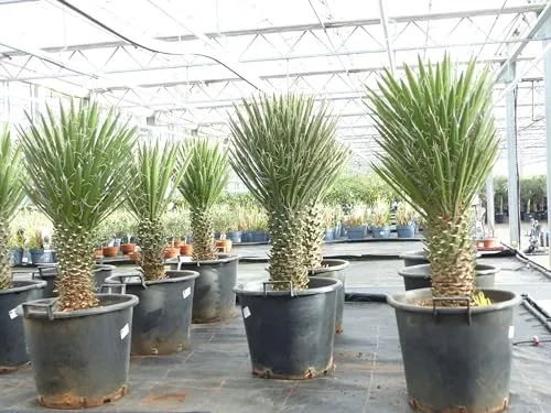 gruenwaren jakubik Yucca Filifera, Winterharte Pflanze für Ihr Zuhause - Baumsamen & -pflanzen, winterhart bis -13 Grad, ideal für Innen- und Außenbereiche mit einer Höhe von 70-90 cm und robustem Stamm.