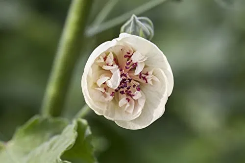 Alcea x hybrida 'Parkallee' 11x11 cm Topf – Winterhart, Pflegeleicht – Stockrose – Beetpflanze für Garten & Bauerngarten