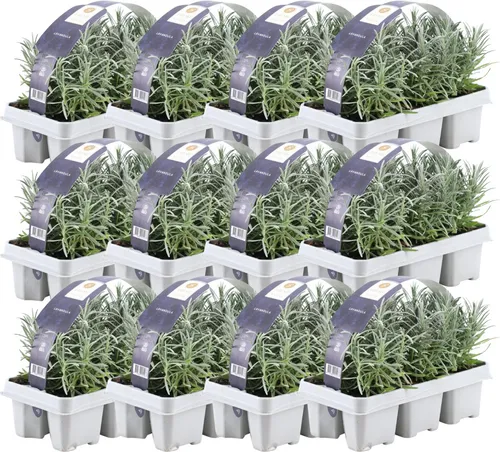 6er Set Lavendel angustifolia in blau von PALM3-4YOU