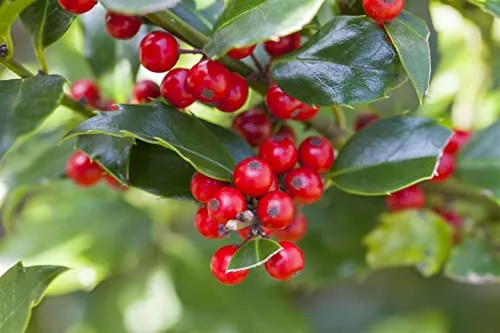 Produktbild Ilex aquifolium 'Alaska' – Pflegeleichte Stechpalme für dichten Sichtschutz