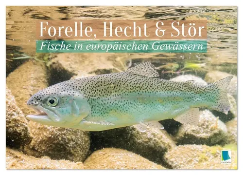 Calvendo | Forelle, Hecht und Stör: Fische in europäischen Gewässern - Kalender mit 14 Seiten, zeigt heimische Fische in beeindruckenden Bildern. Ideal für Natur- und Tierliebhaber, bringt die Schönheit der Unterwasserwelt in Ihr Zuhause.