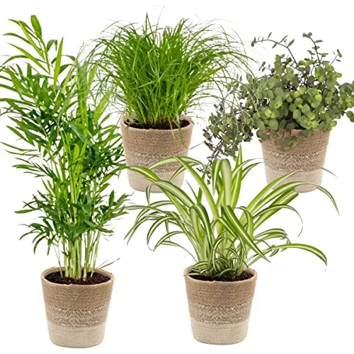 Bloomique - 4er-Mix - Haustierfreundliche Pflanzen - Cyprus Zumula - Callisia - Chamaedorea - Chlorophytum - Zimmerpflanzen - Höhe 20-40 cm - Jutekorb 12 cm