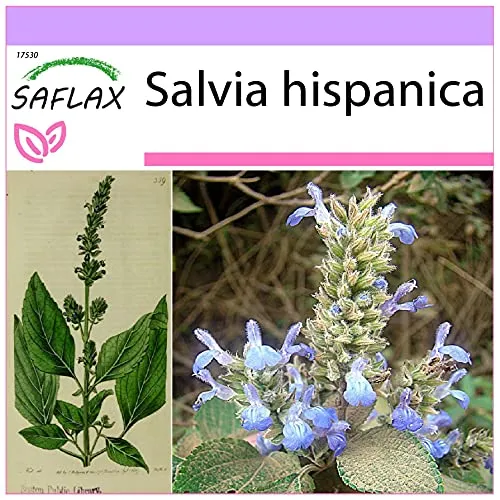 SAFLAX - Kräuter - Mexikanische Chia - 500 Samen - Salvia hispanica