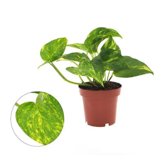 Efeutute Epipremnum Aureum Zimmerpflanze Ø12cm