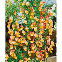 Cytisus scoparius 'Apricot Gem' Gehölz - Nutzpflanzen, blüht in zartem Apricot von Mai bis Juni, ideal für sonnige Standorte mit gut durchlässigem Boden.