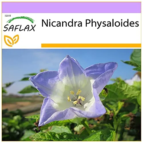 SAFLAX - Blaue Lampionblume - 100 Samen - Nicandra physaloides